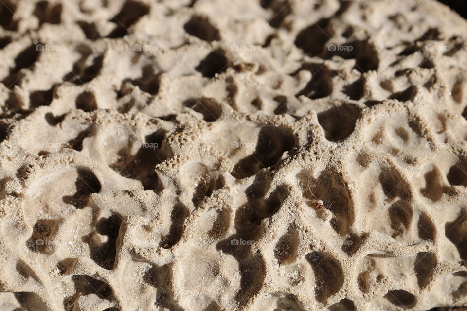 Dried sea sponge closeup, moon surface like texture 