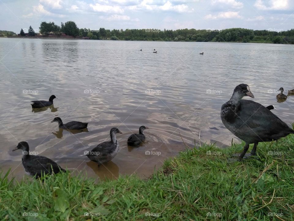 birds family on a lake beautiful landscape mobile photography