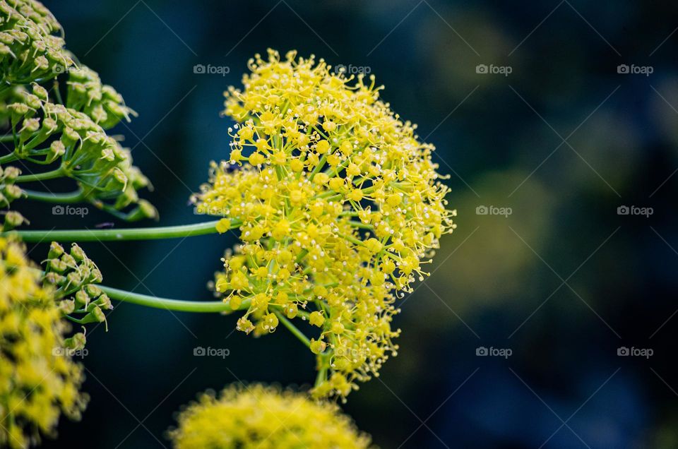 yellow flower on a dark background