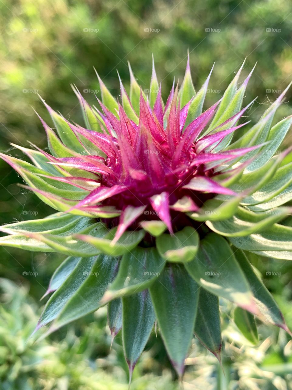 Nodding thistle bud in sunlight