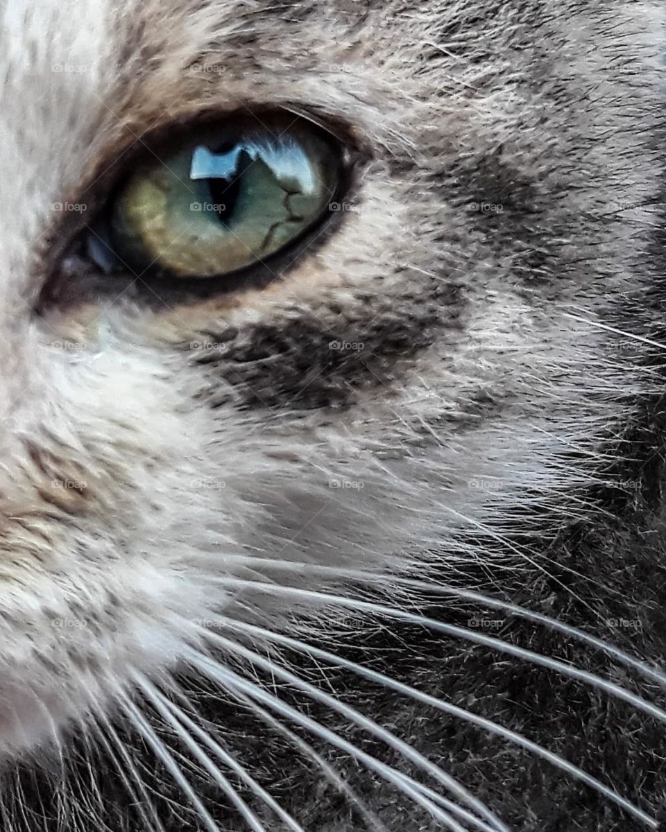 Ultimate hunter eye, cat