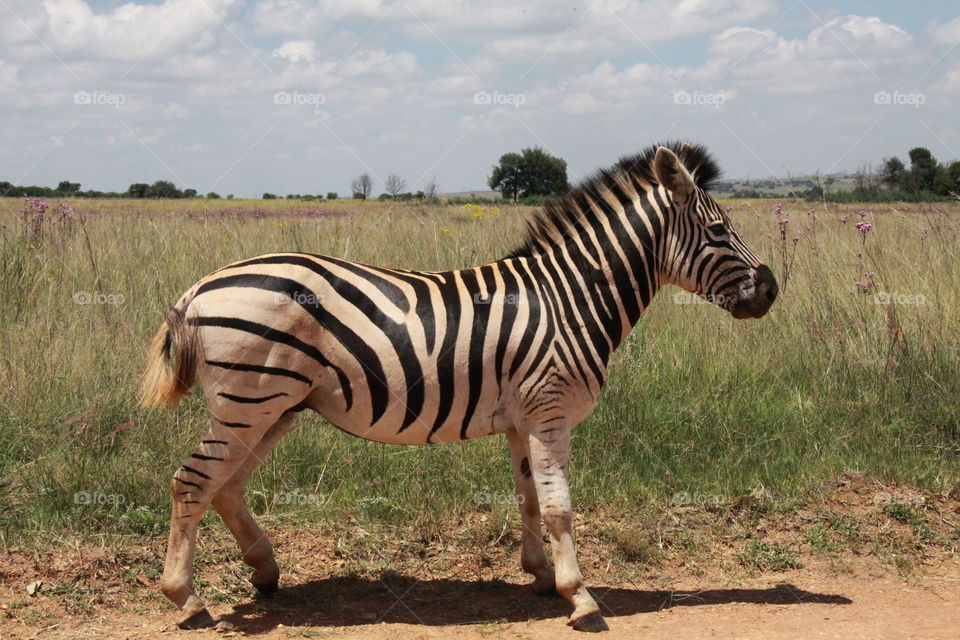 Zebra