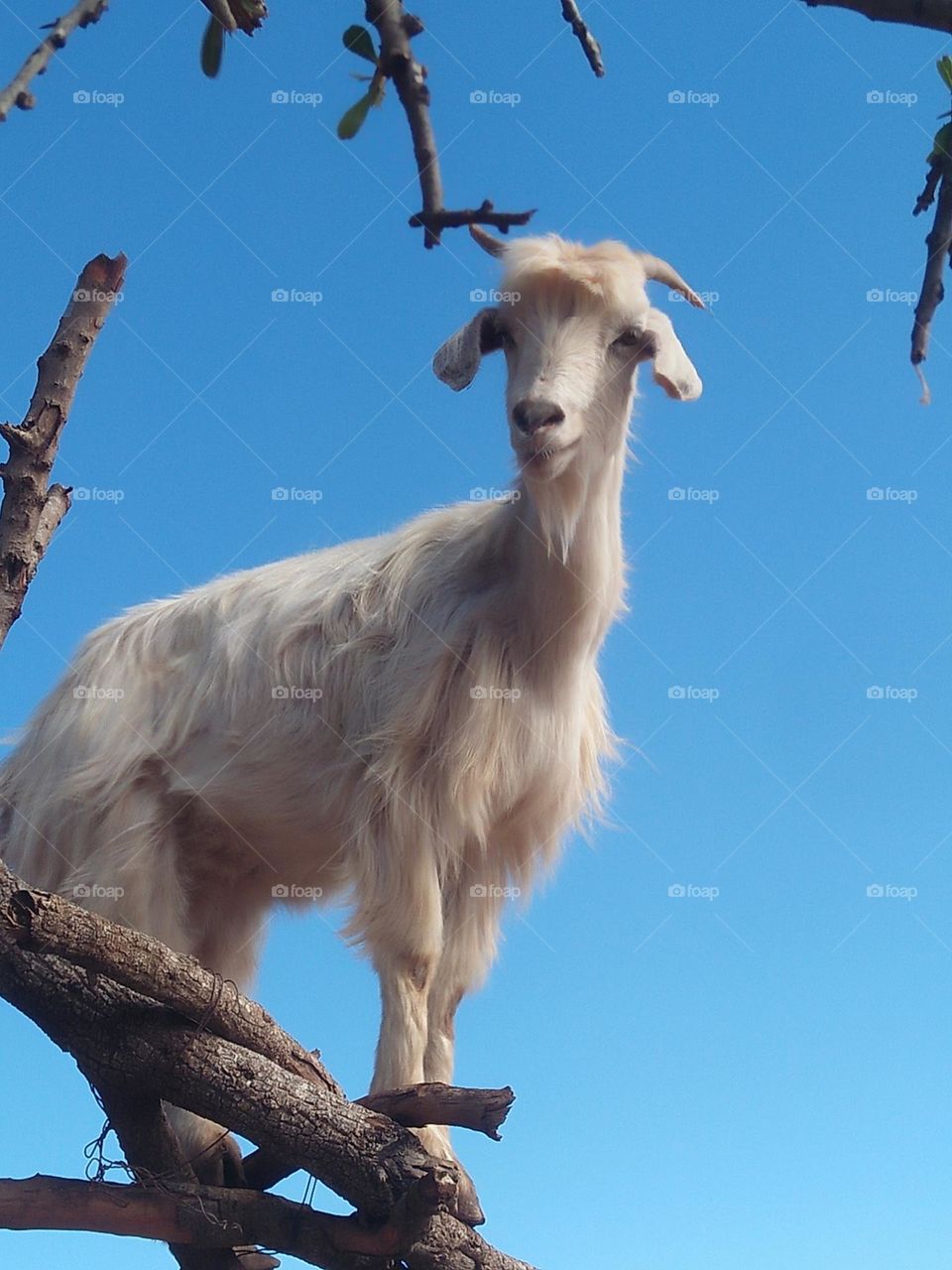 A white goat looking at my camera