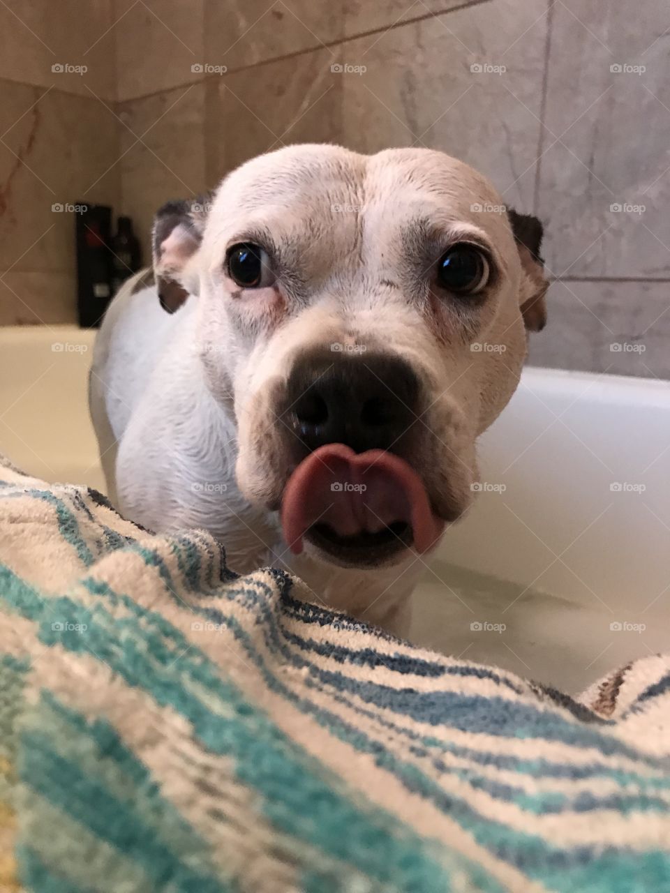 Queen Lola Belle Of the House Of Tacos receives a bath from her servant human (me 🤣