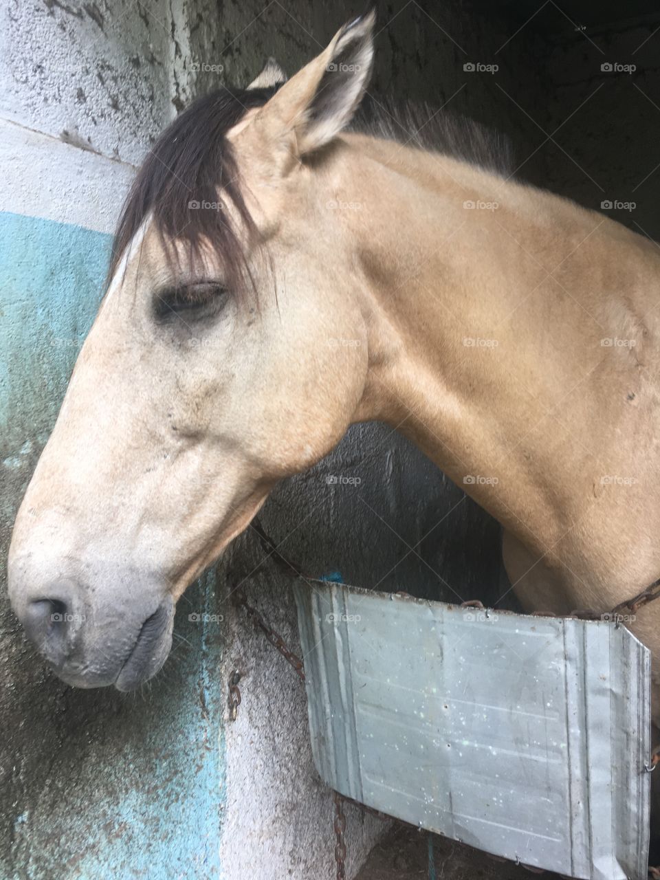 🧠 #Desestressando em #clicks!
📸 #Fotografia é nosso #hobby, pois há a necessidade de “men sana in corpore sano”.🐴 Esse é o Caramelo, o cavalo do meu cunhado, no clique bem fotografado!
#️⃣ 