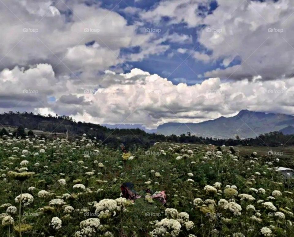 most beautiful and attractive view in the farm.