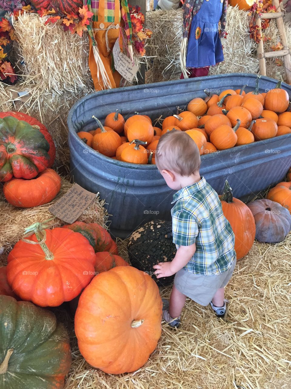 Toddler baby at the pumpkin patch