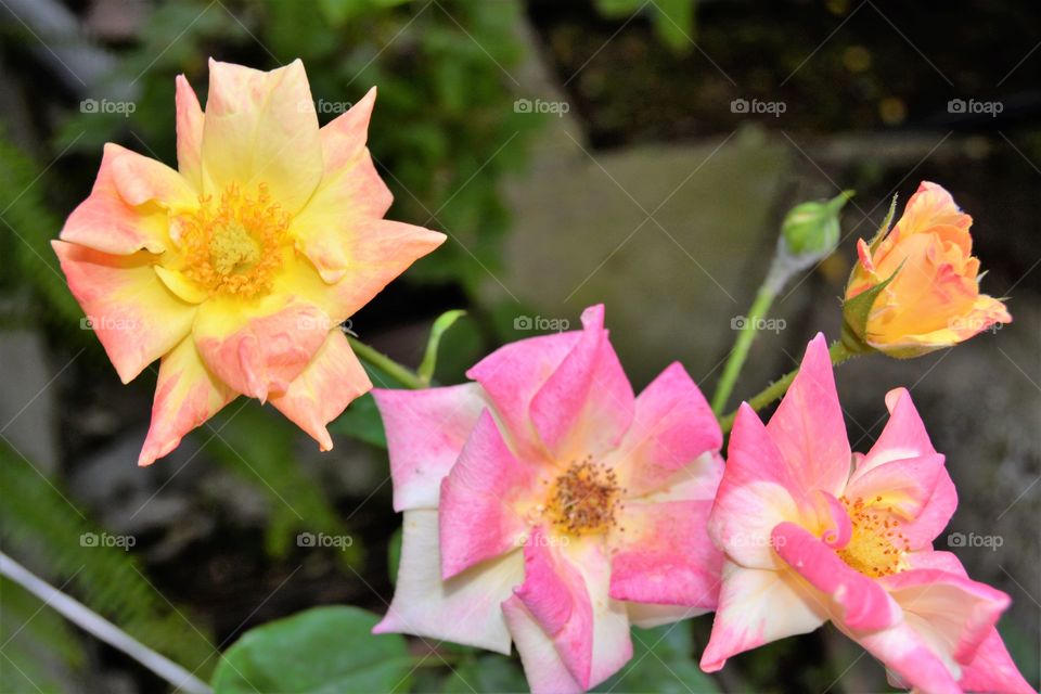Yellow pink roses