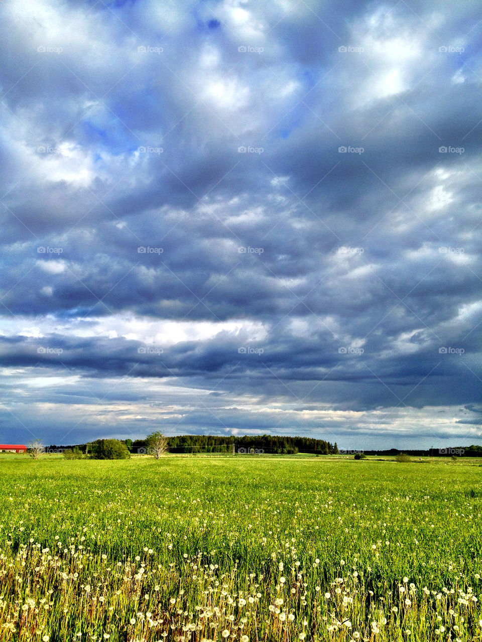 sky sweden spring field by puckot44