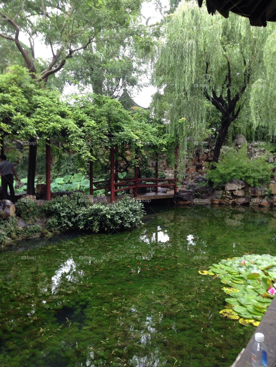 Chinese Pond