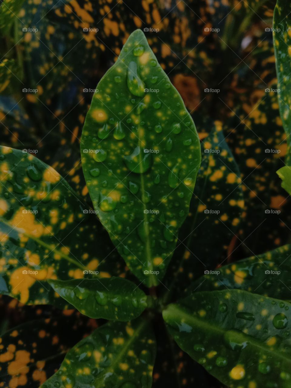 water drops after rain leaf go green fresh smell natural nature