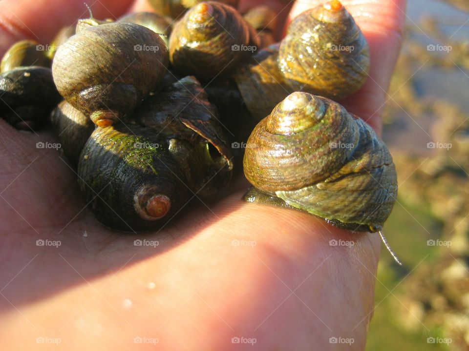 The sea snail