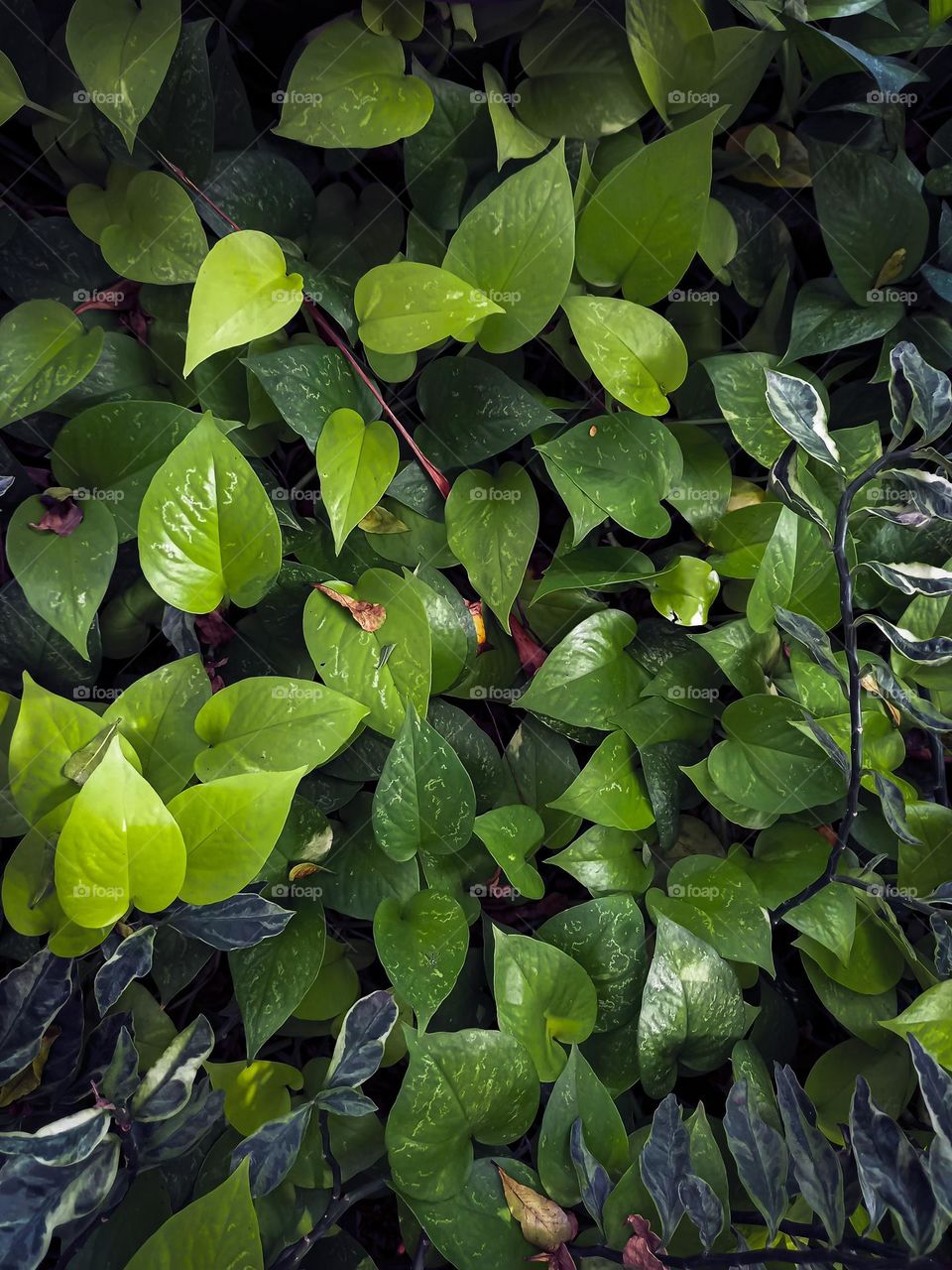 Collection of leaves