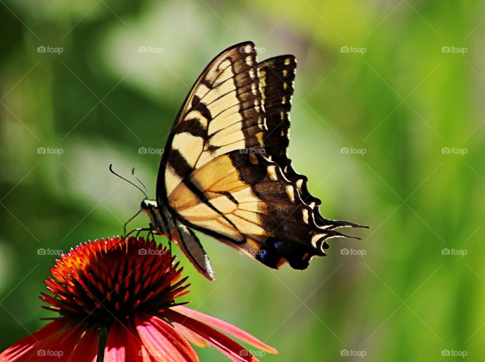 Large tiger swallowtail butterfly feeding on an orange coneflower on a sunny day. Backlit by the morning sun. 