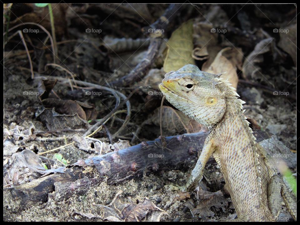 Oriental garden lizard