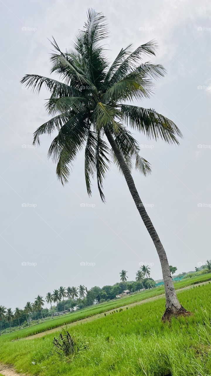 coconut tree and blue sky portrait wallpaper look 