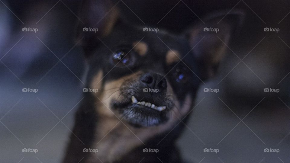 Vietnamese dog