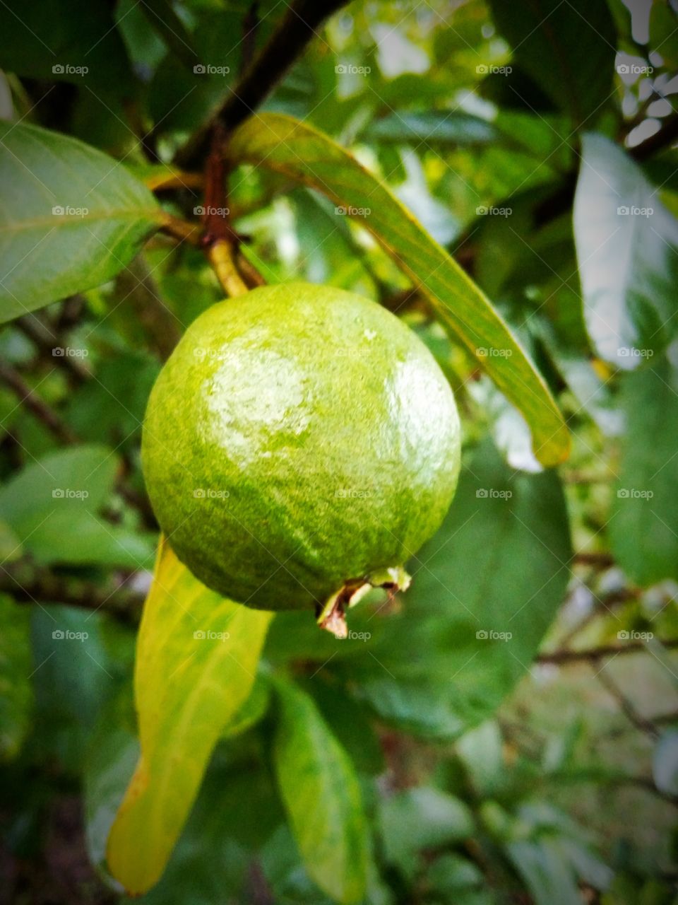 A Very Beautiful Picture Of Guava Fruits.