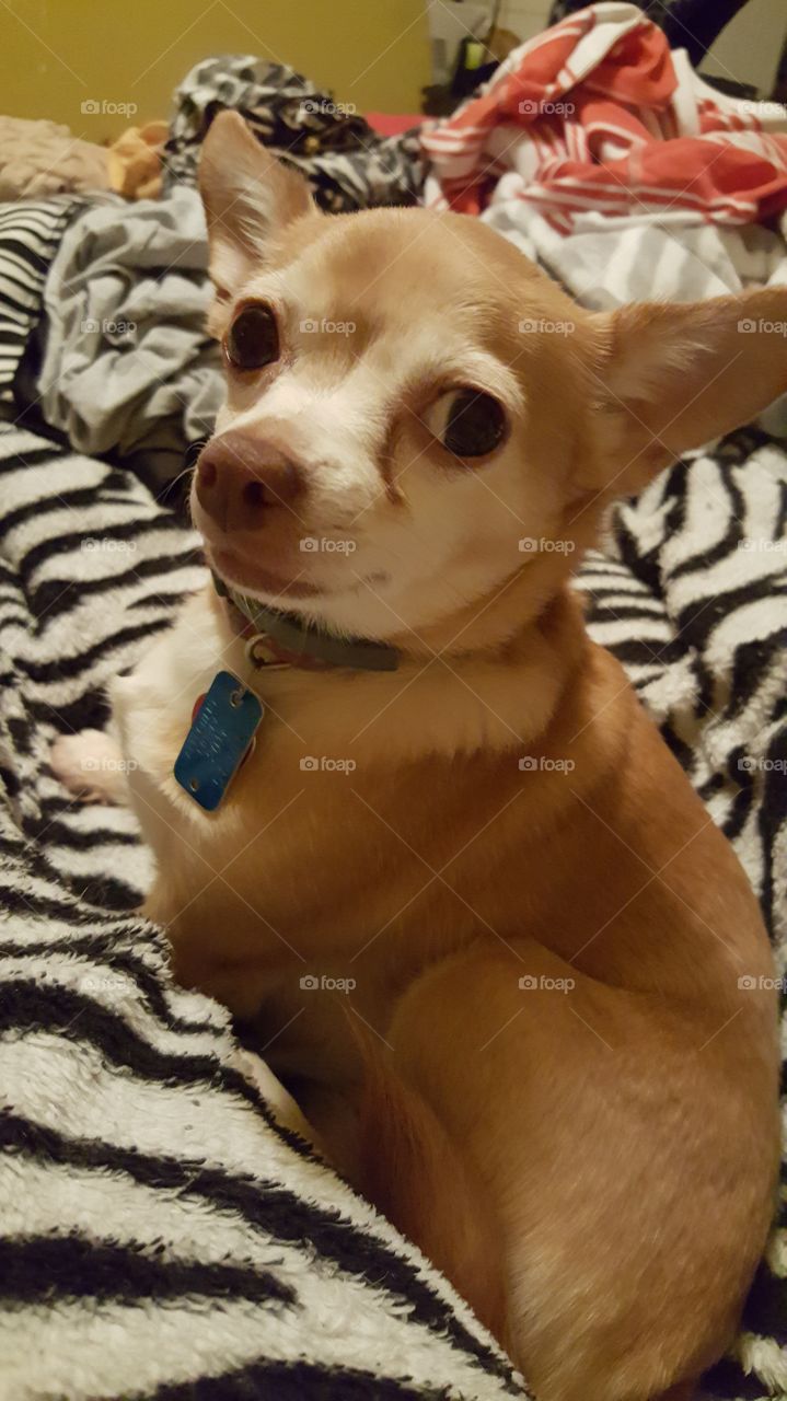 Chihuahua chillin