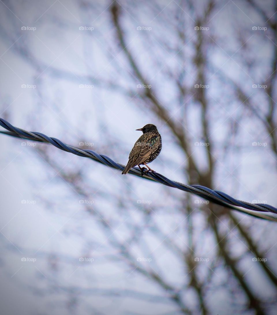 A bird on the wire. A beautiful “common Starling” seems not so common from where I’m standing. It’s beautiful!