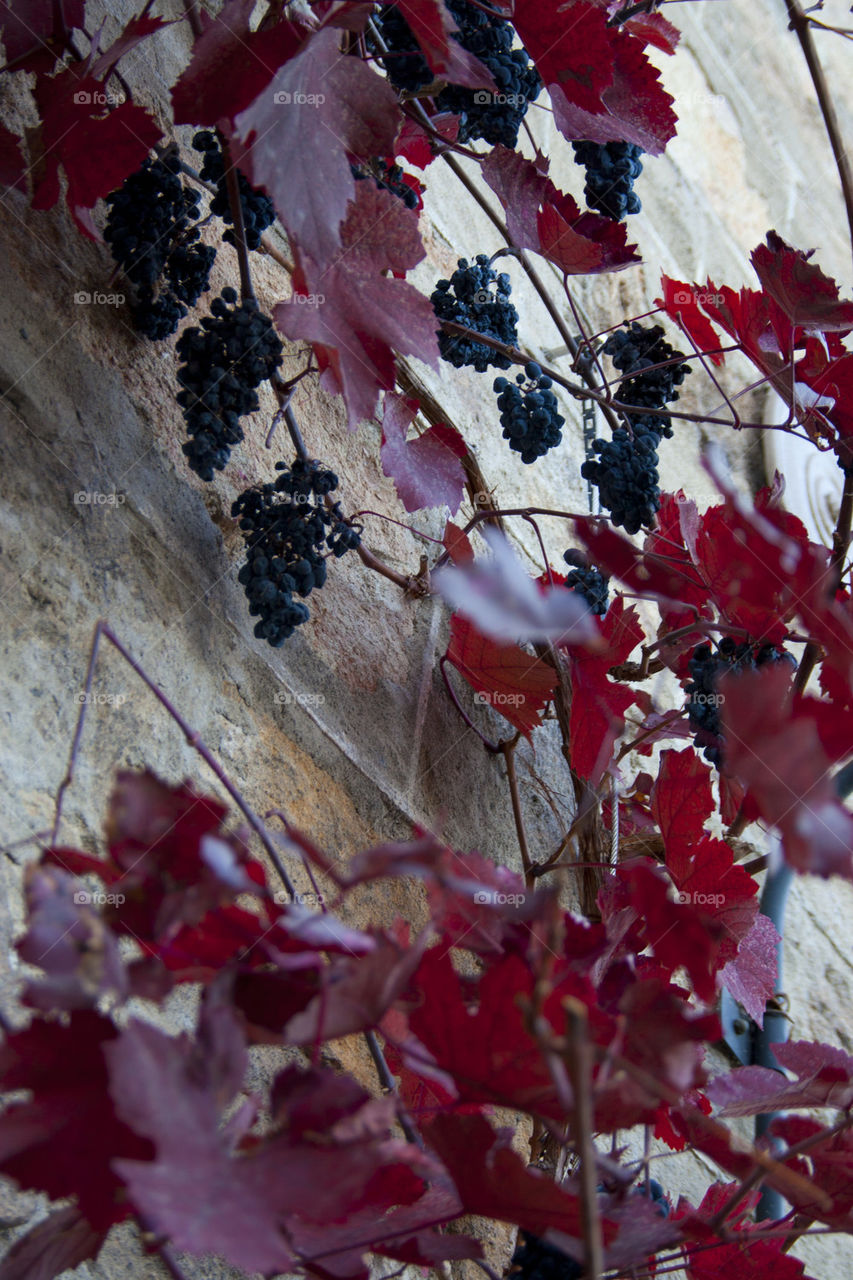 BERRIES AND VINES AT BERINGER VINYARD NAPPA VALLEY CALIFORNIA USA