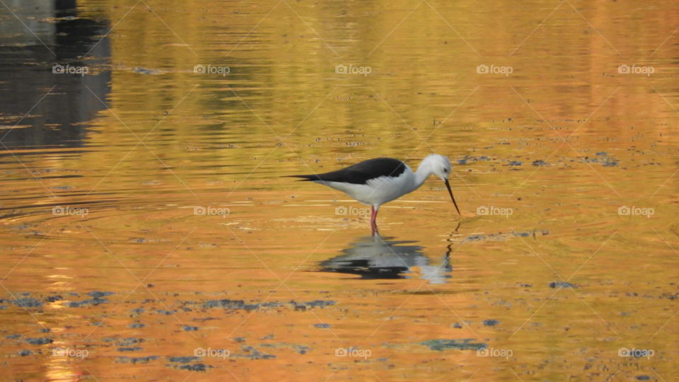 Reflection of bird on lake