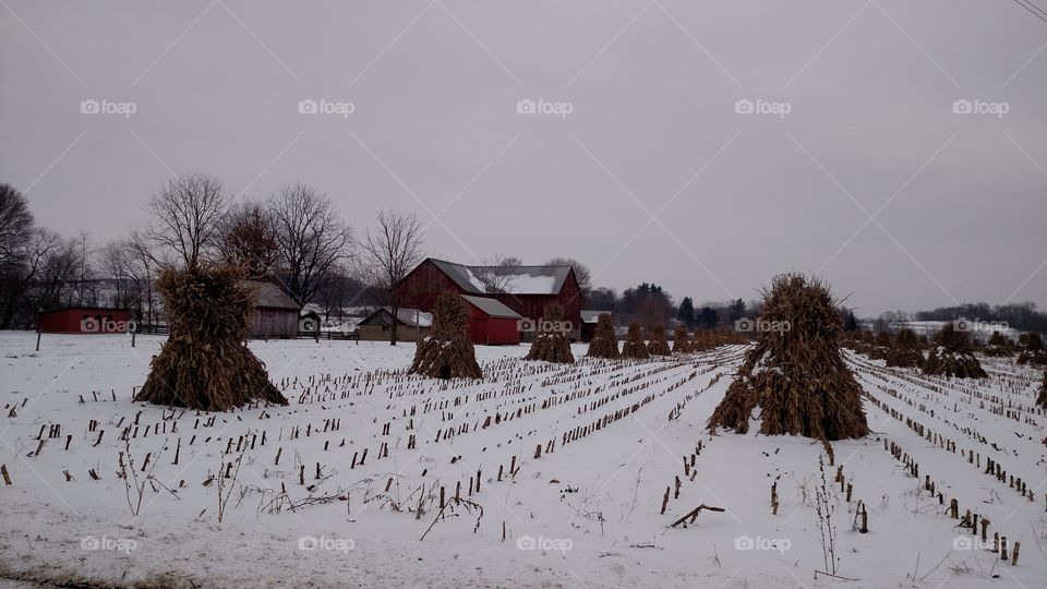 Amish Winter Harvest