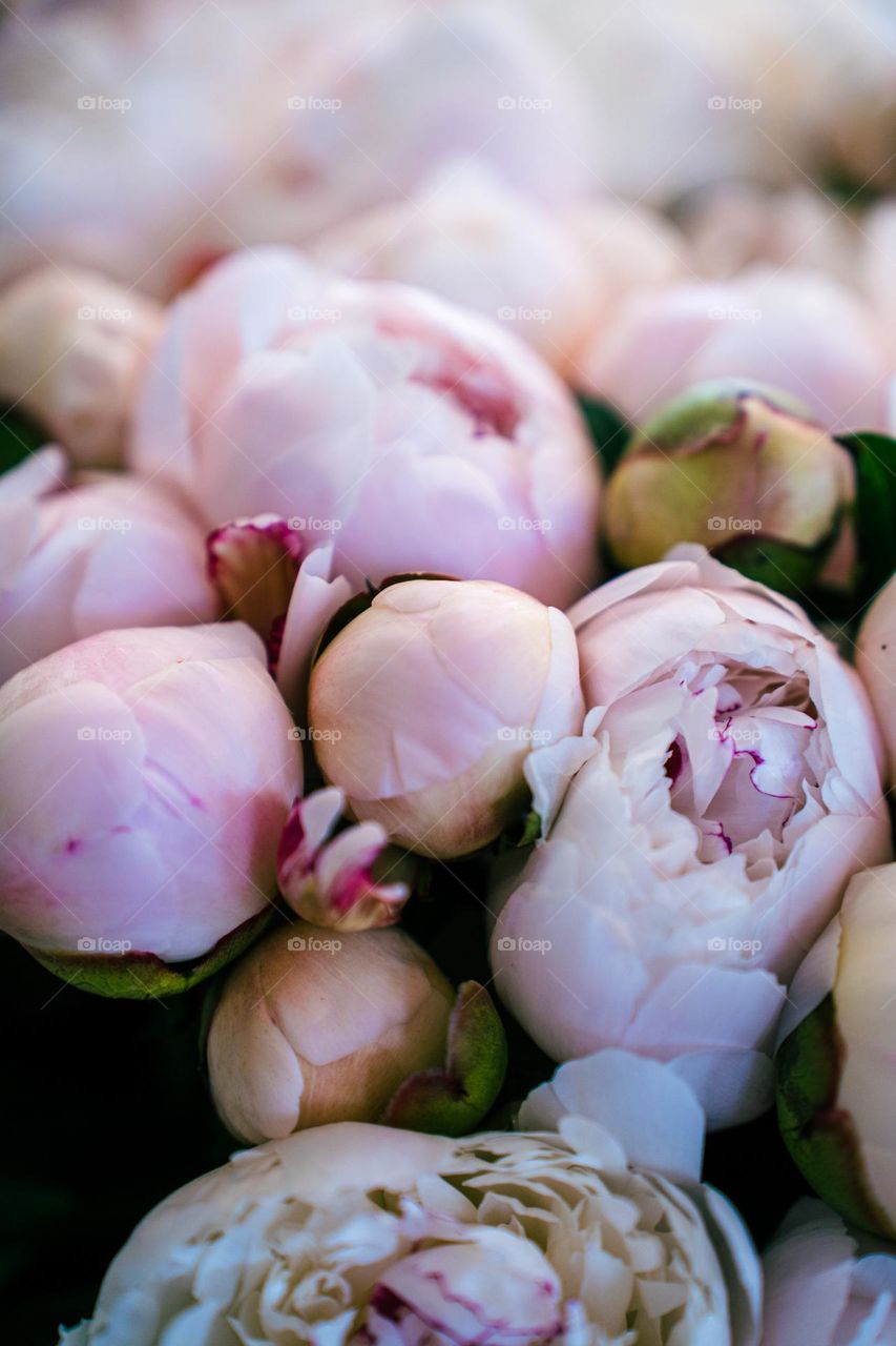 Light pink peonies bouquet