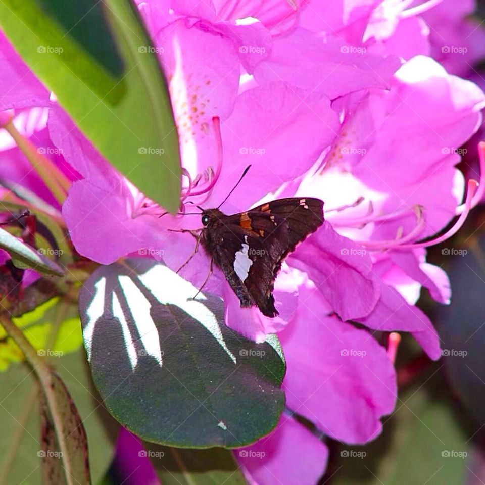 Little Brown Butterfly