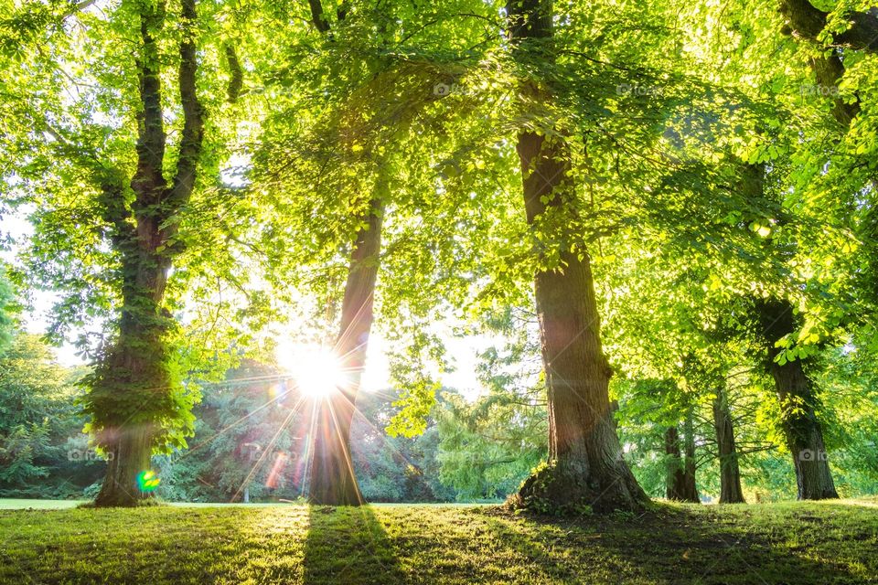 Forest light rays