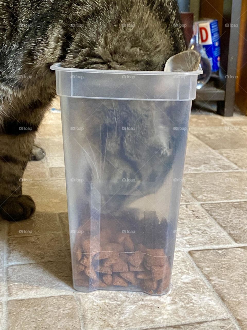 A cat stealing treats straight out of the treat container
