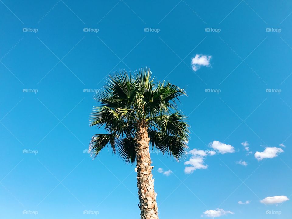 lonely palm tree