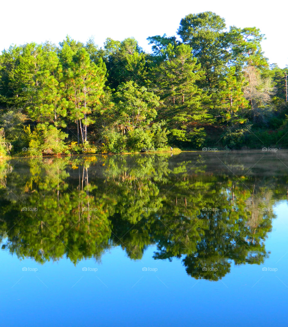 Forest reflected on water