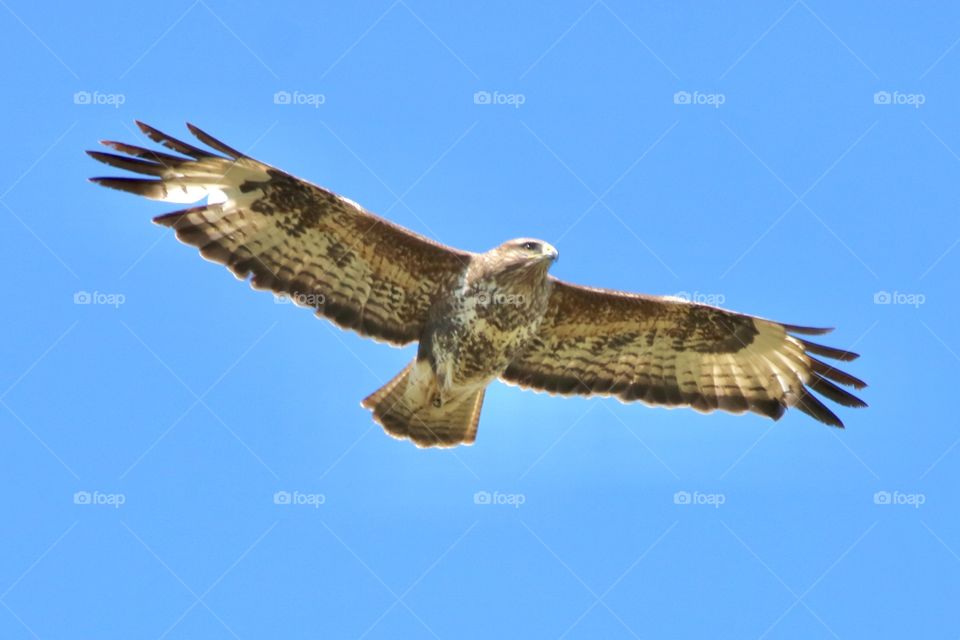 Buzzard