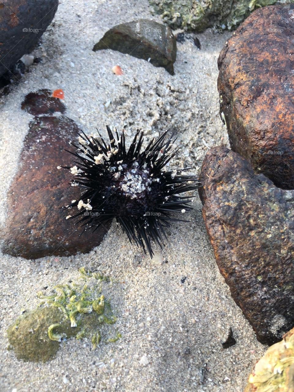 Beautiful sea urchin, matching the underwater view 