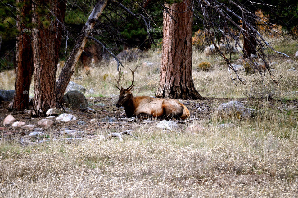 Elk