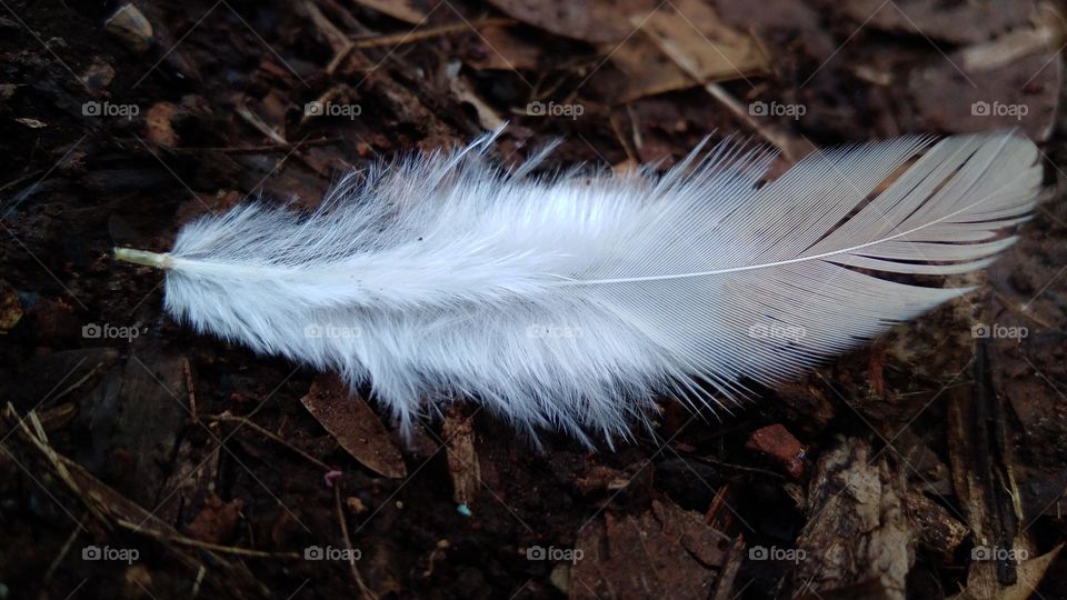Fine chicken feathers on the ground