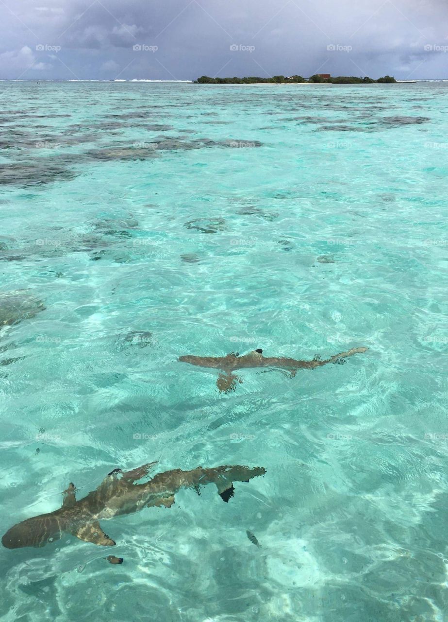 Reef shark in Moorea