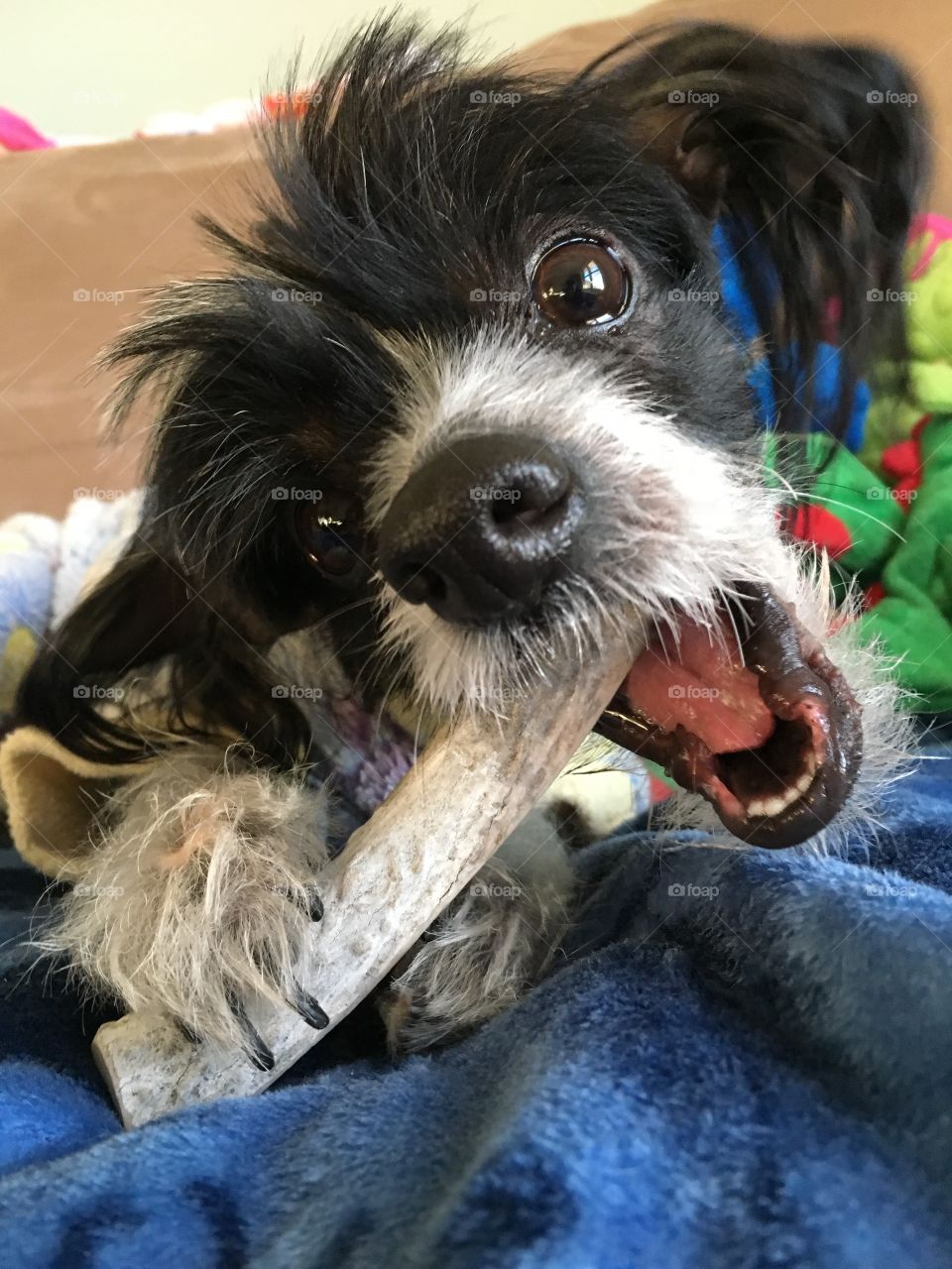 My rescue dog Gremlin. He is a Chinese Crested true hairless. He is wearing pyjamas as Canadian winters are ruthlessly cold. He is chewing on a naturally shed deer antler.