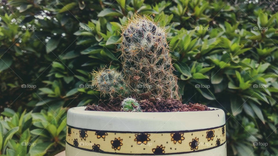 lindo cactus natural em uma caneca