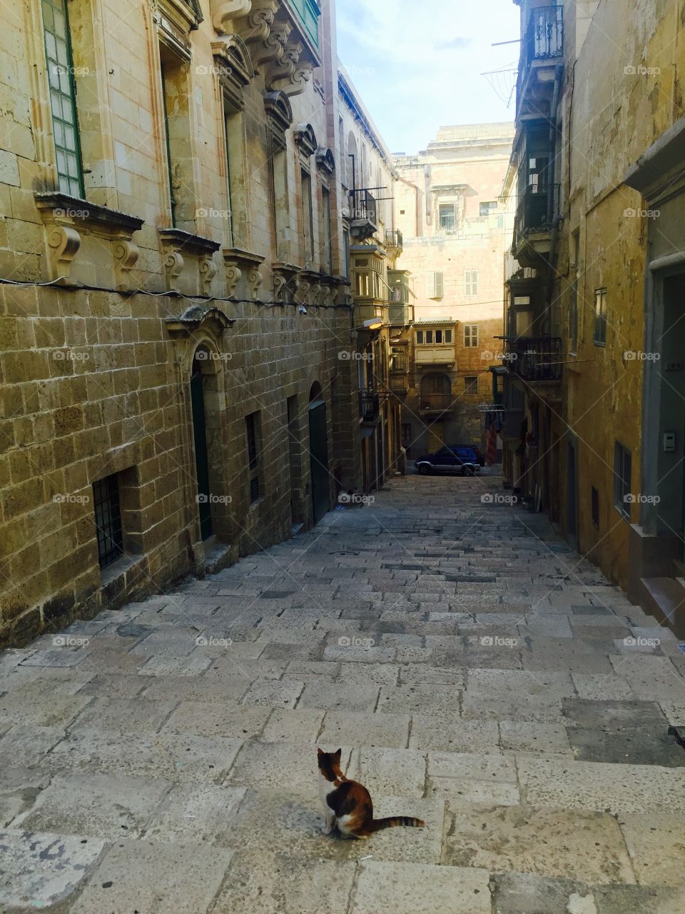 Cat in the street of Valetta