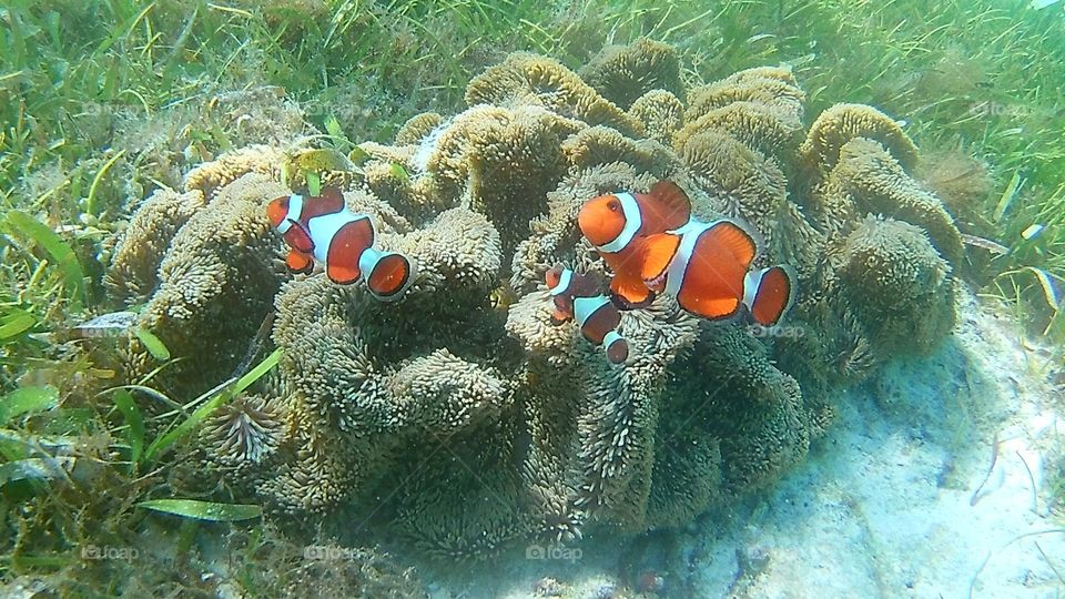 Underwater, Fish, Coral, Reef, Diving
