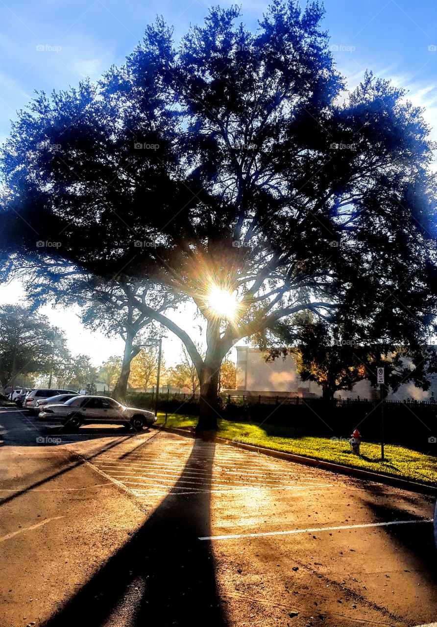 asphalt shadows at dawn