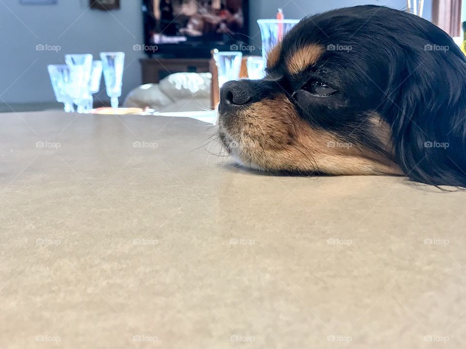 Cavalier King Charles Spaniel dog resting his chin on the counter waiting for Thanksgiving Dinner 