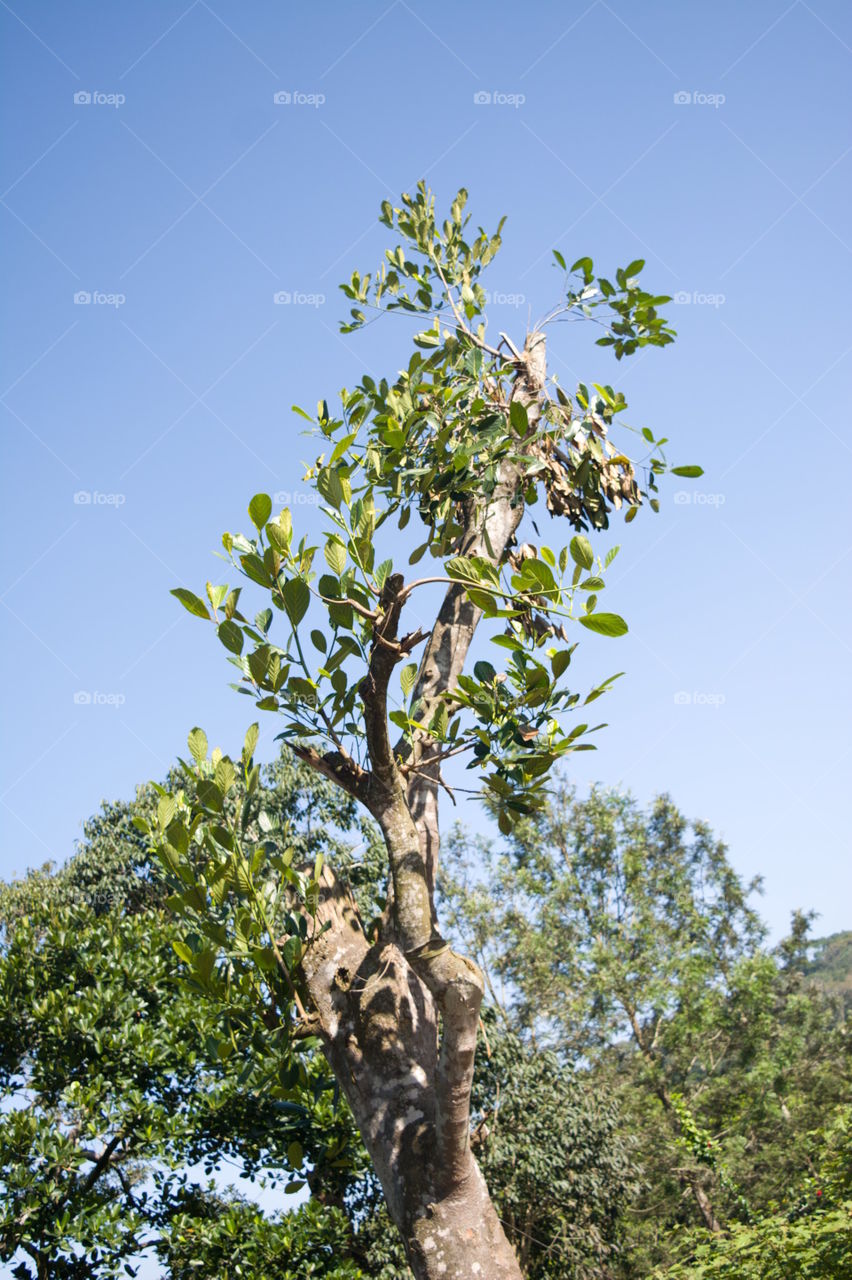 Fresh tree with nice blue sky background