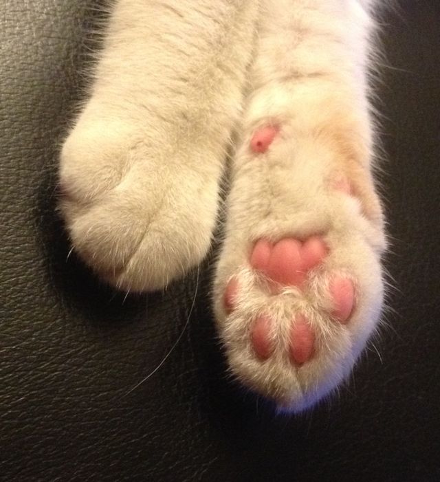 White Cat Paws
