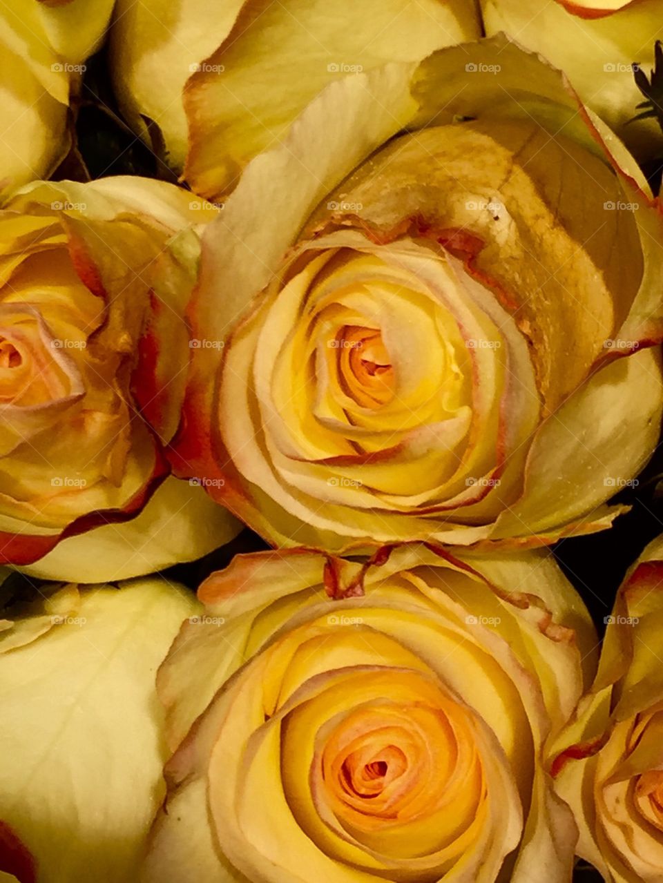 Crisp Yellowish Rose Bouquet 