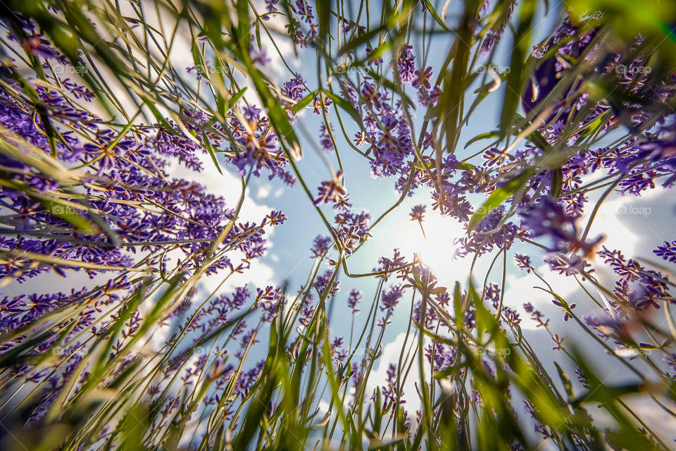 Summer day in a lavender field