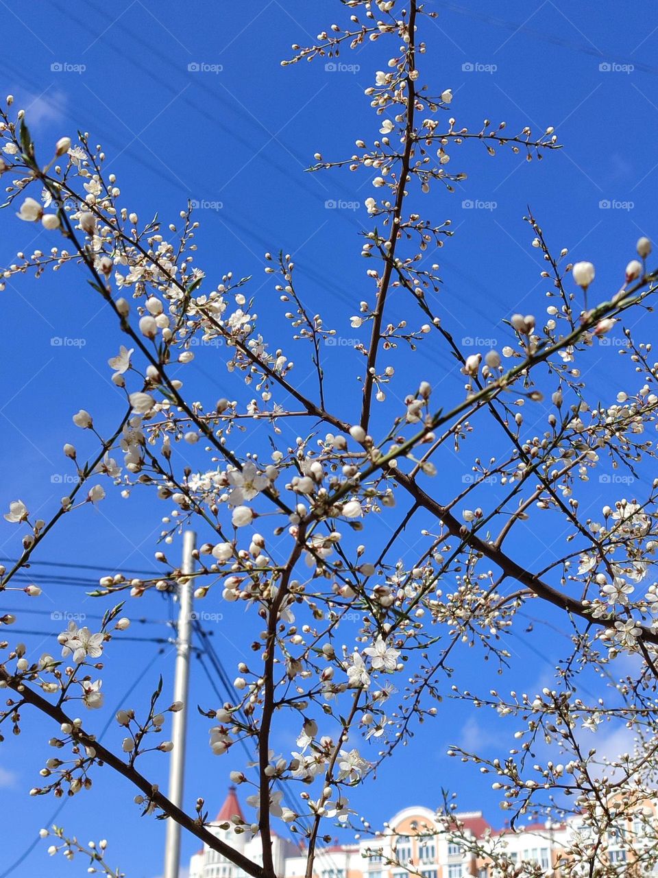 Spring. Bloom. Tenderness