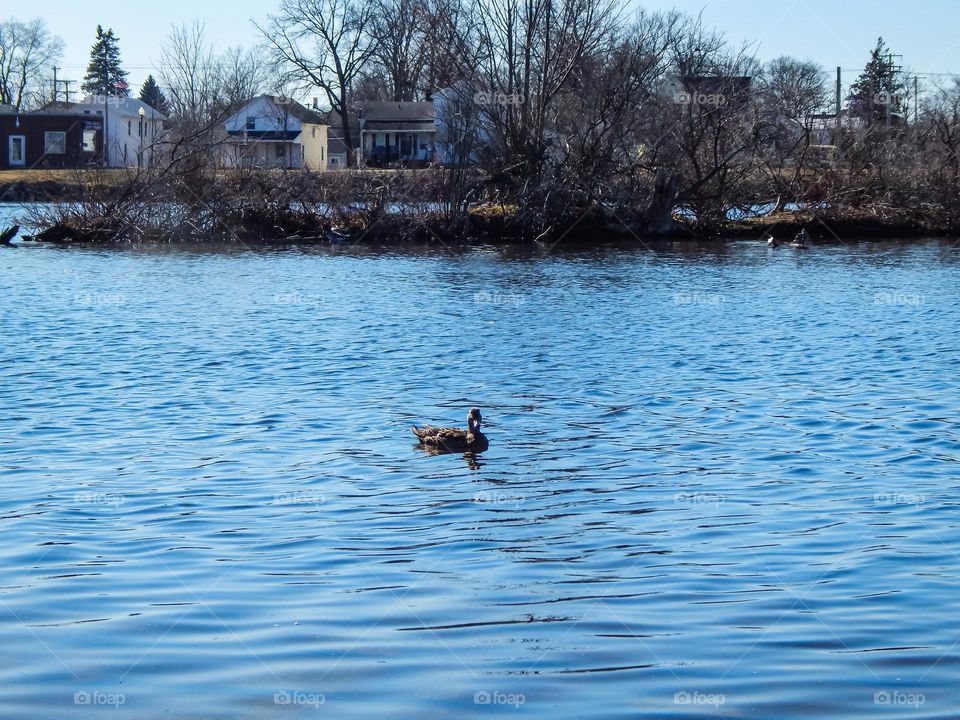 One black duck swimming in a Michigan river on a clear blue sunny day. Behind the bird houses sit on the Riverside